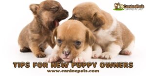 Tips For New Puppy Owners