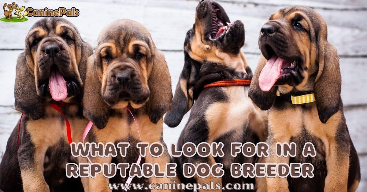 what to look for in a reputable dog breeder