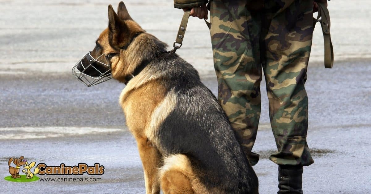 Working German Shepherd Dog