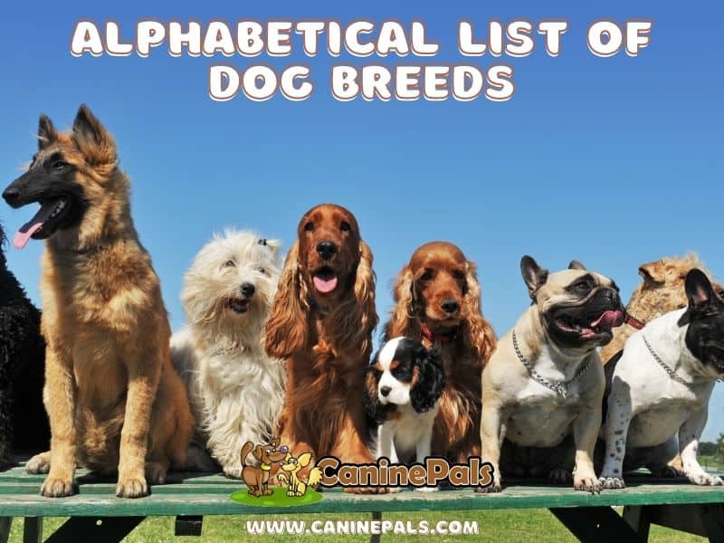 alphabetical list of dog breeds