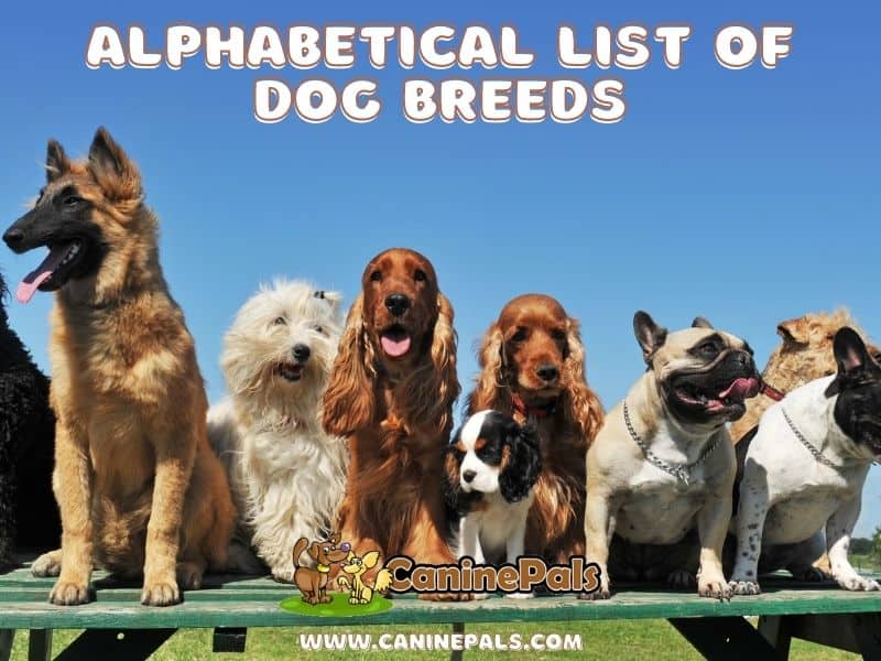 12 Cutest Types Of Dog Breeds A-Z Animals, 42% OFF