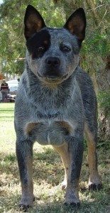 Australian Cattle Dog puppy