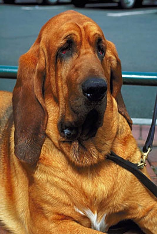 Bloodhound