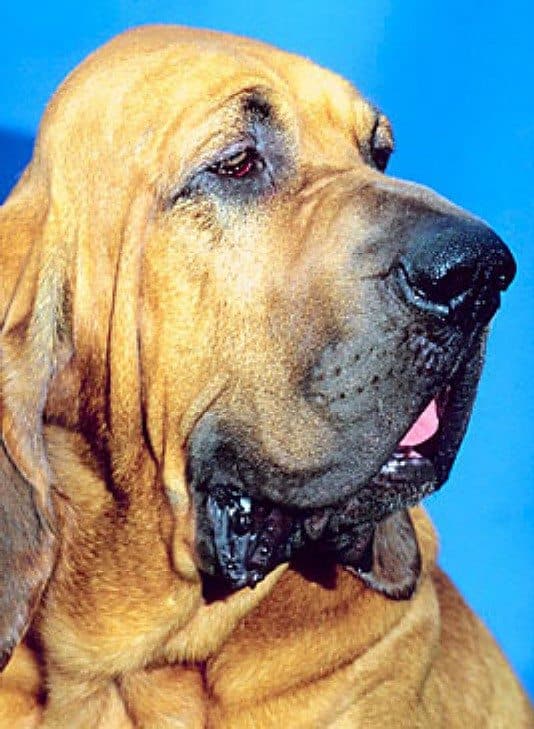 Bloodhound 