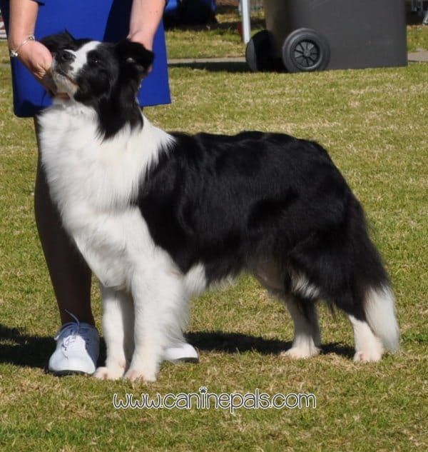 Border Collie