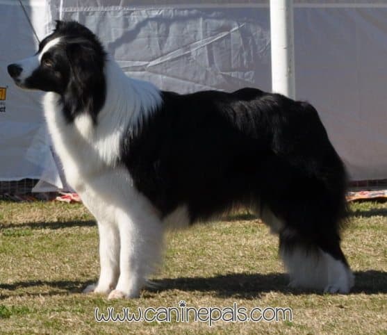 Border Collie