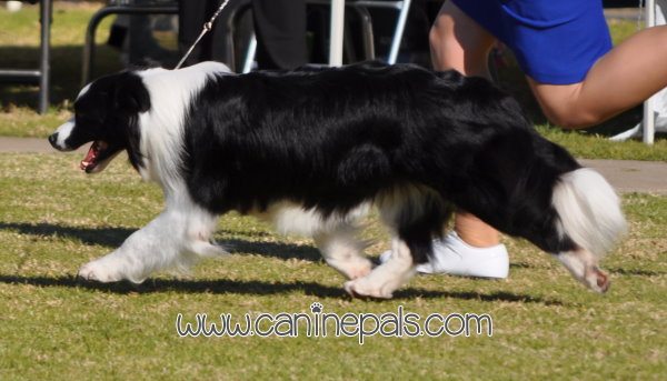 Border Collie