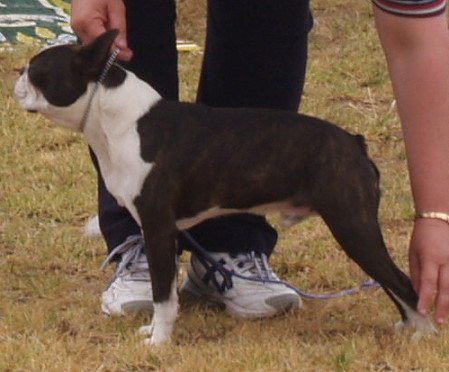 Boston Terrier