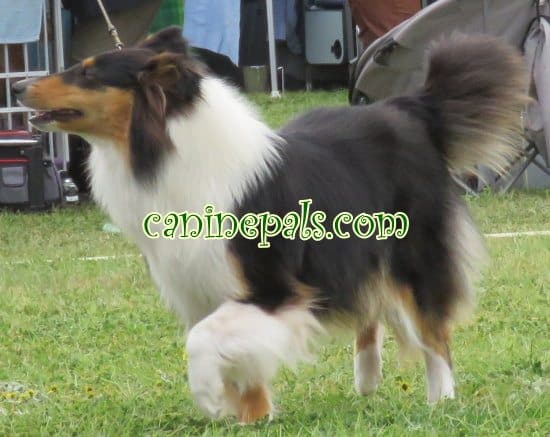 collie dog