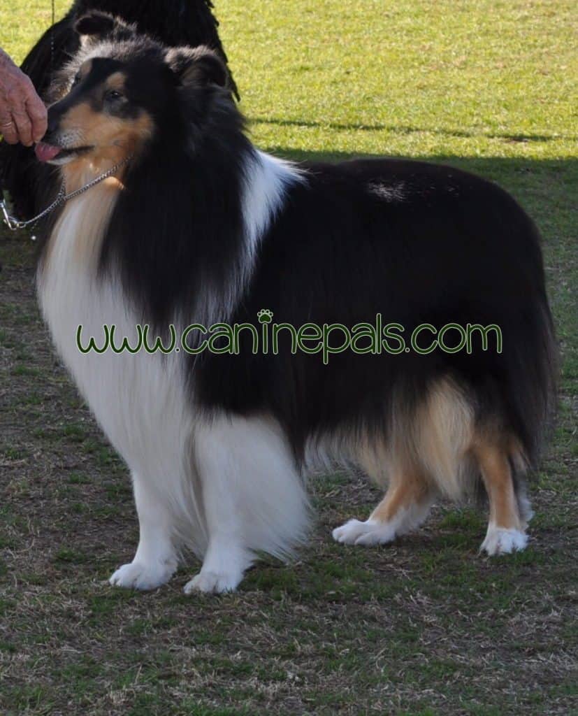 Collie