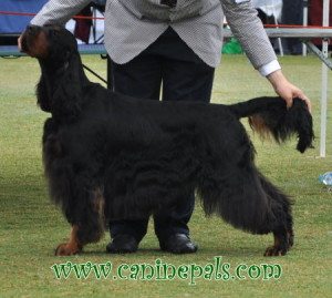 Gordon Setter