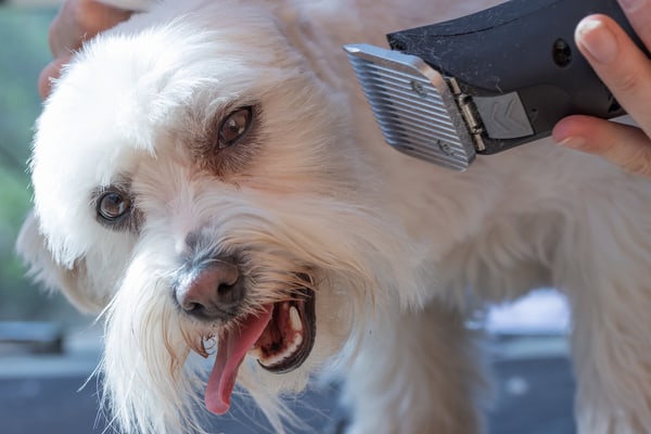 Shaving a Dog with Clippers