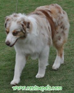 Australian Shepherd