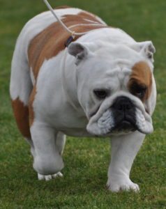 British Bulldog