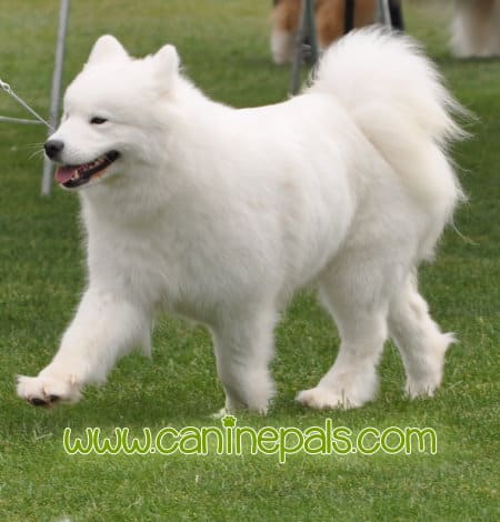 Samoyed