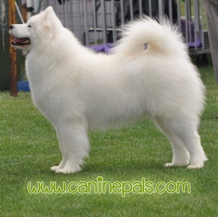 Samoyed