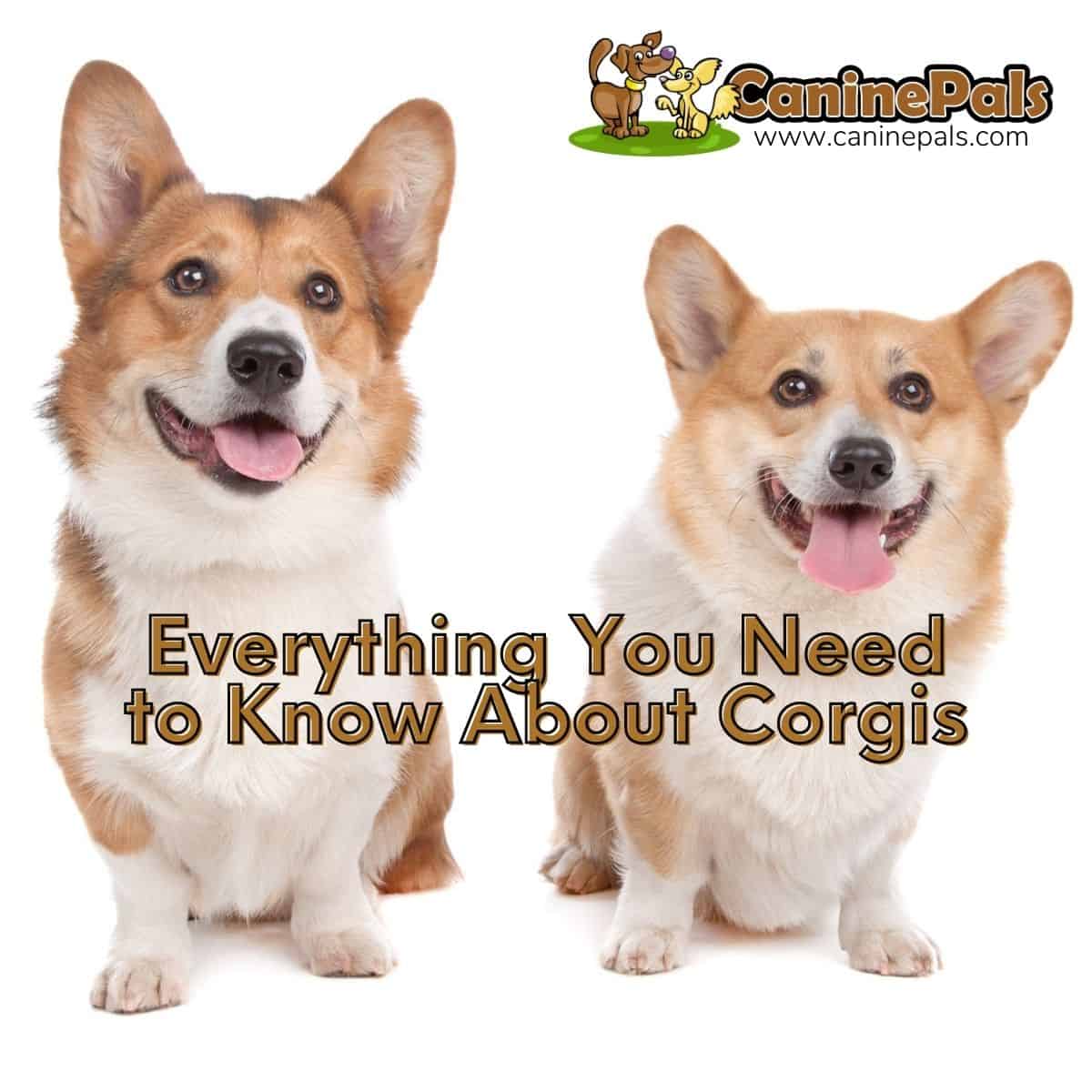 About Corgis