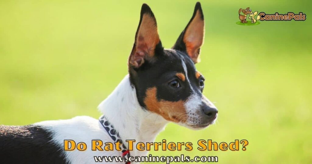 Do Rat Terriers Shed? Here’s What You Need To Know. Canine Pals
