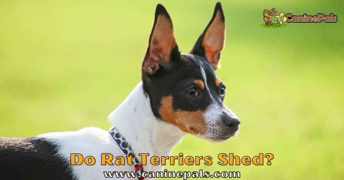 Do Rat Terriers Shed?