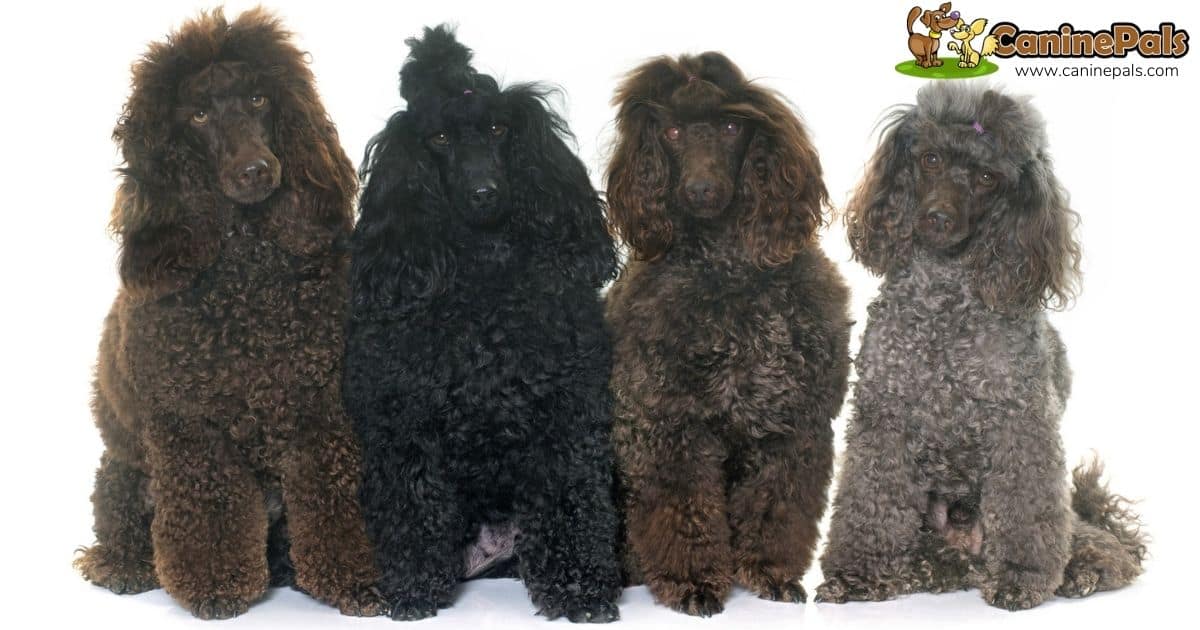 are poodles bad for psychiatric work