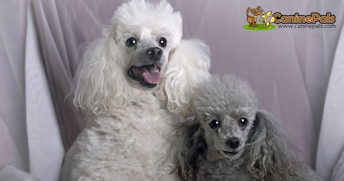 Male Vs Female Poodle