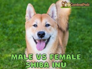 Male vs Female Shiba Inu