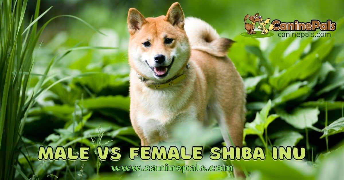 Male vs Female Shiba Inu