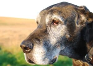 Older Dog