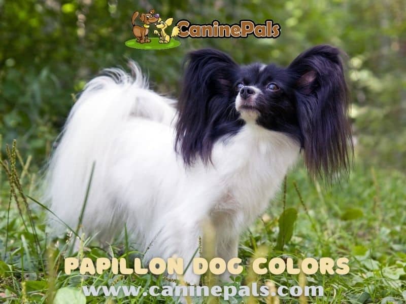 Black and White Papillon Dog