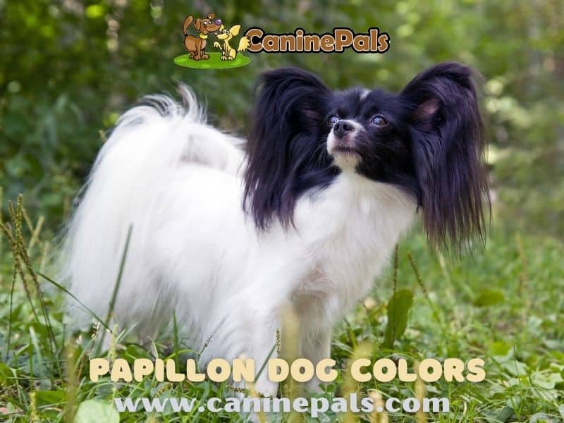 Home - Silver Papillon