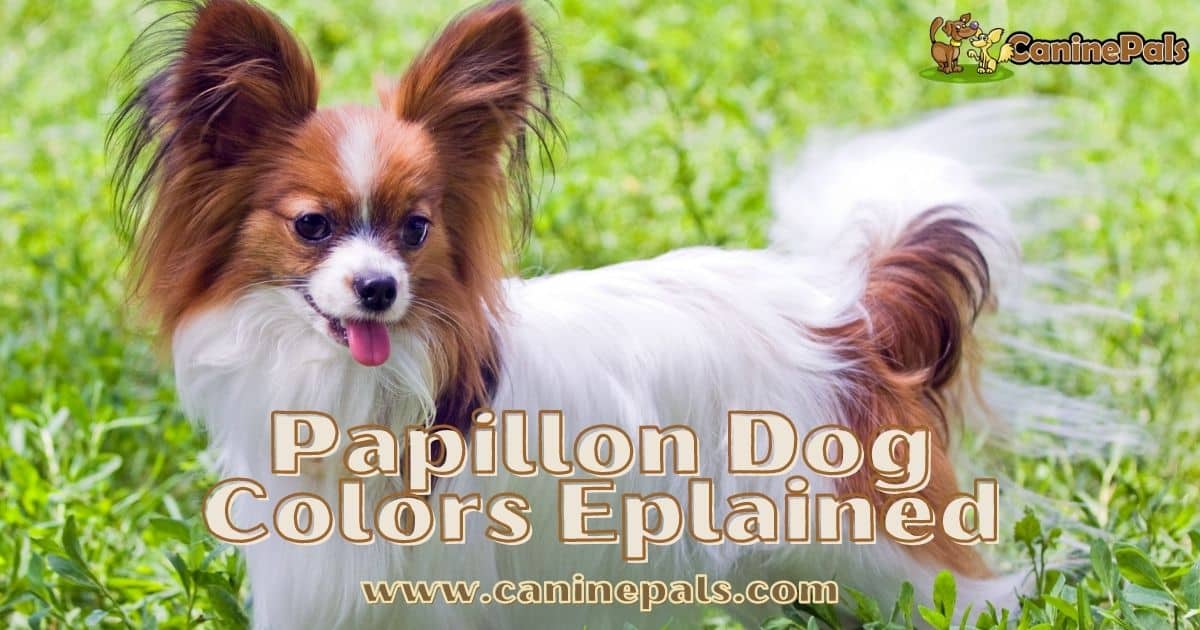 Papillon Dog Colors