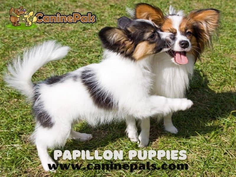 are papillons barkers