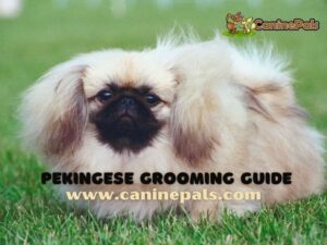 Pekingese Grooming Guide
