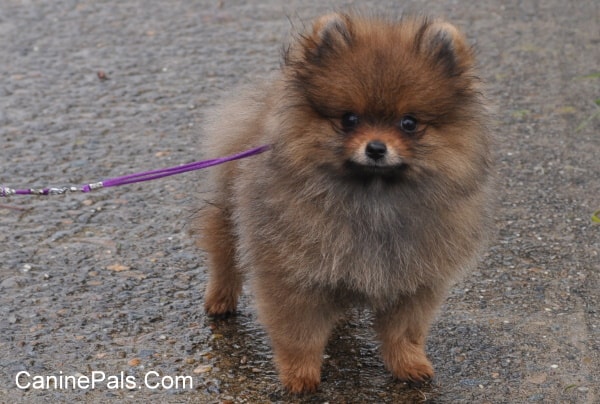 Pomeranian Puppy