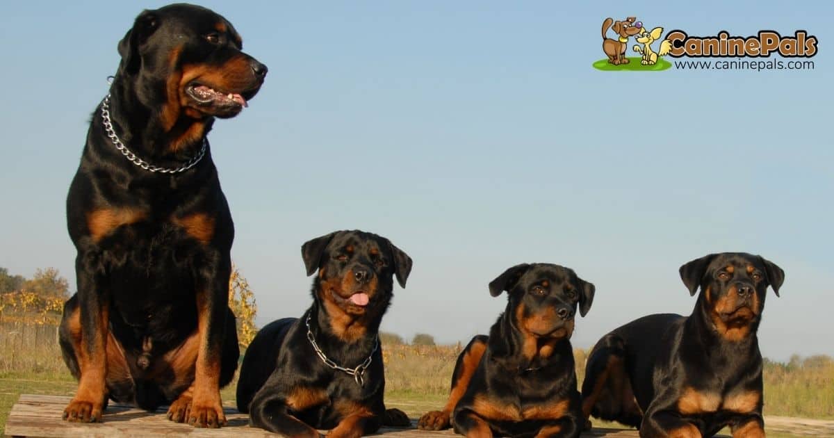 The Facts About American Rottweiler vs German Rottweiler Dogs - Canine Pals