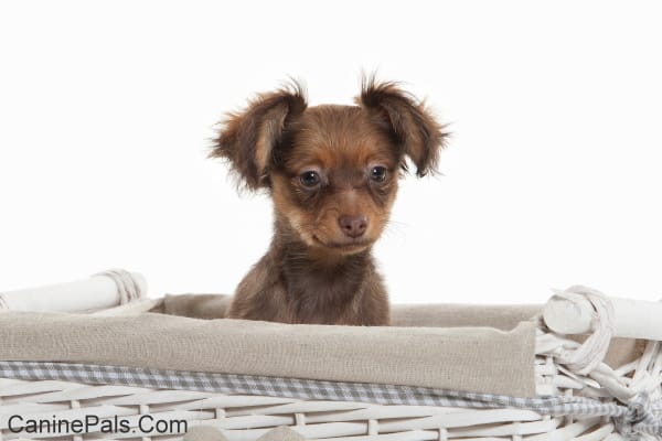 Russian Toy Terrier Puppy 