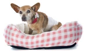 Senior Dog