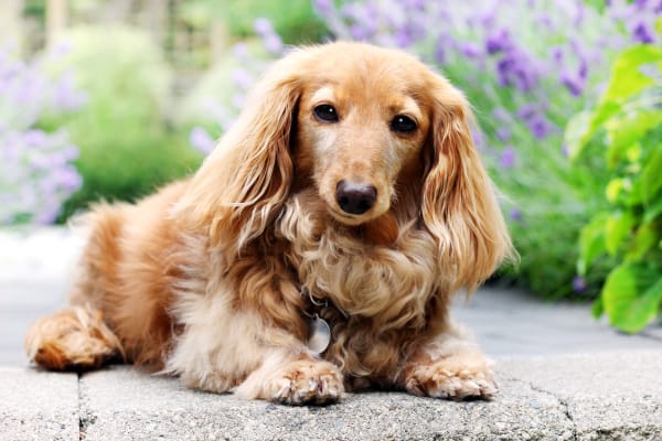 Senior Dog Longhair dachshund
