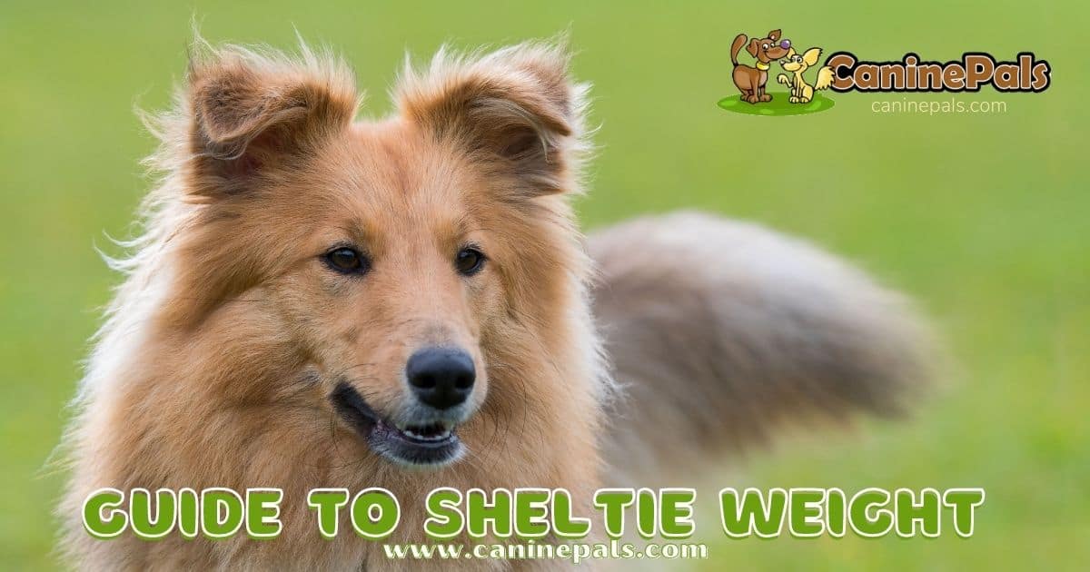 Guide to Sheltie Weight