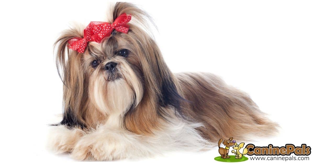 Female Shih Tzu