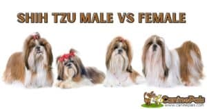 Shih Tzu Male VS Female