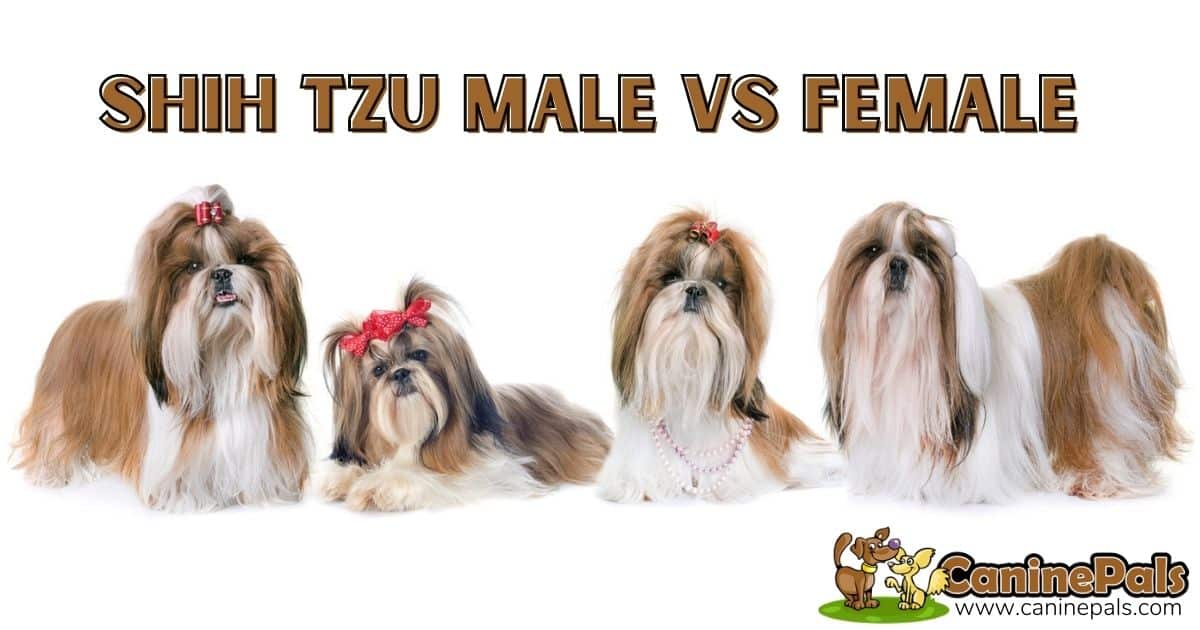 are male or female shih tzus more affectionate