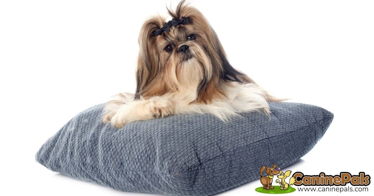 Male Shih Tzu