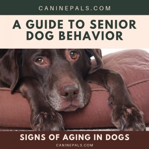 Signs of Aging in Dogs