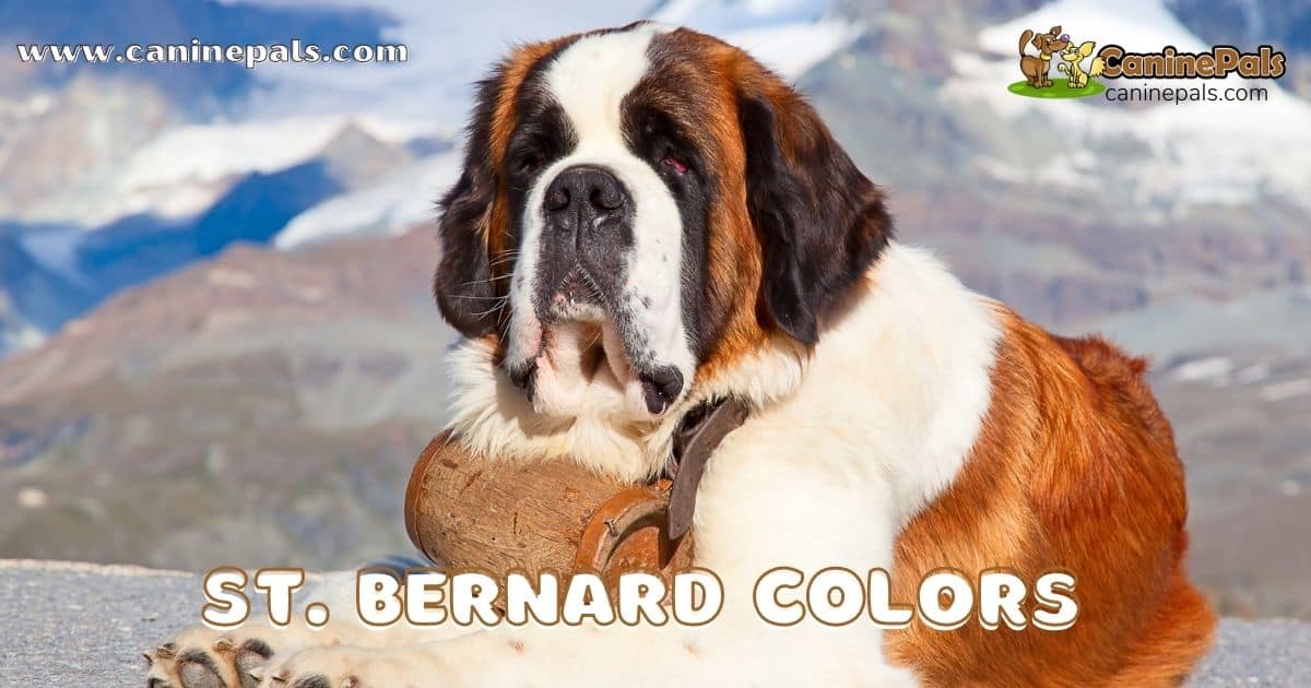 St. Bernard Colors