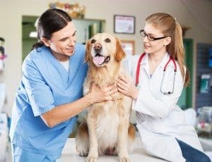 What You Can Expect If Your Dog Needs Anaesthesia