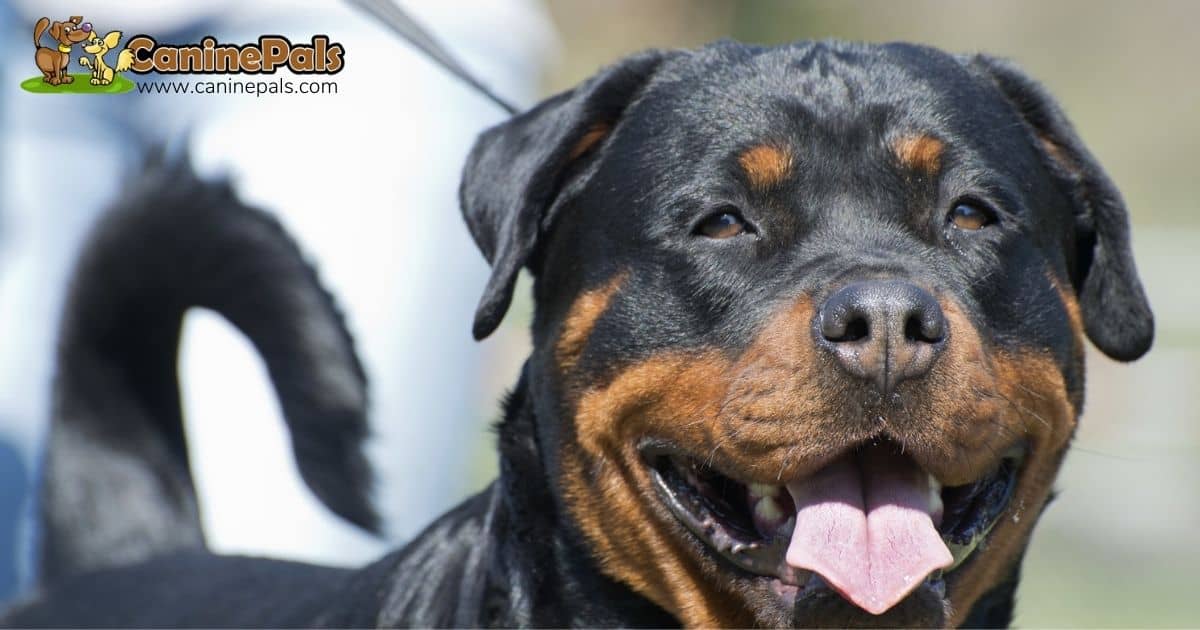 Rottweiler