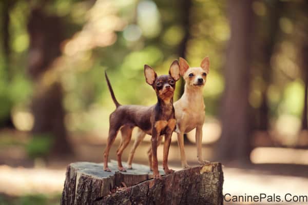 Russian Toy Terrier Dog