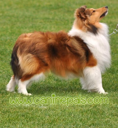 Shetland Sheepdog