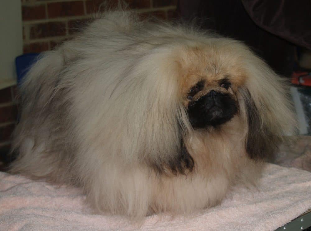 Pekingese dog